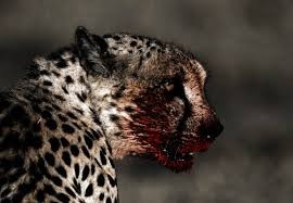 Create meme: snow leopard, African leopard, cheetah