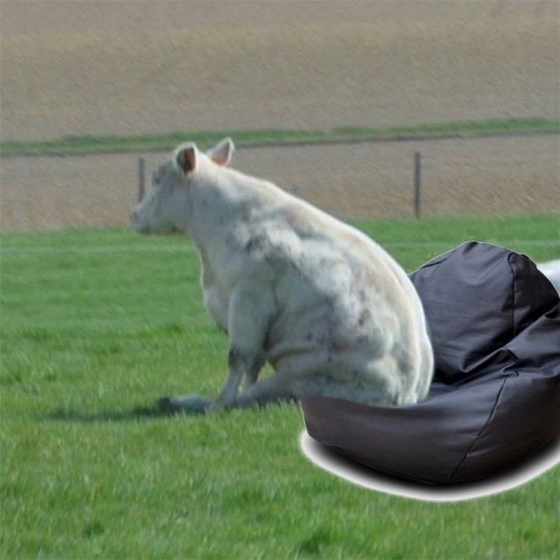 Create meme: sitting cow, belgian blue breed of cows, cows can sit