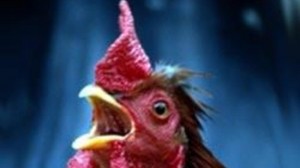 Create meme: Cockerel, chicken, rooster