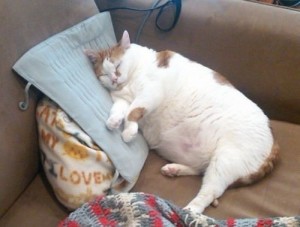 Create meme: the fattest cat in the world