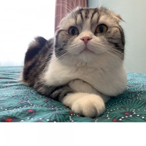 Create meme: Cat, cat, Scottish fold cat