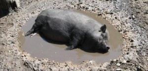 Create meme: dirty pig, pig in the mud