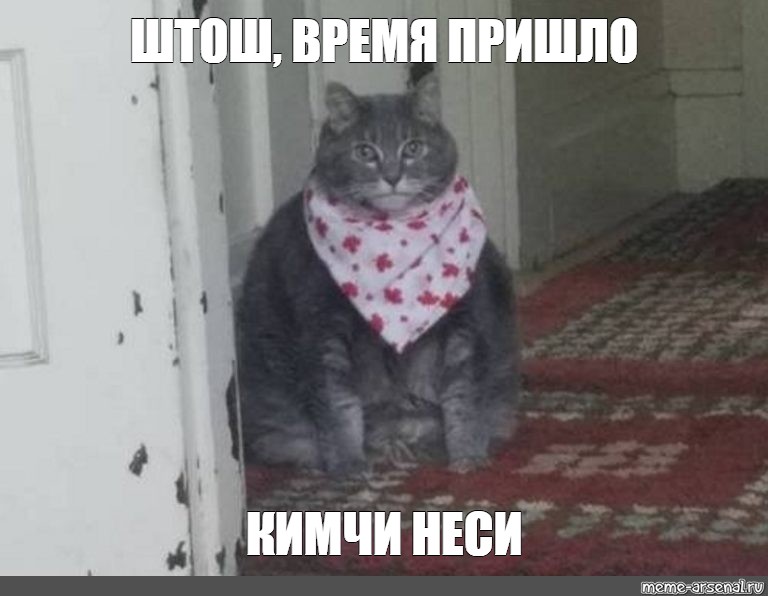 Штош. Штош Мем кот. Толстый кот штош. Ну штош Мем котик. Фото кота штош.