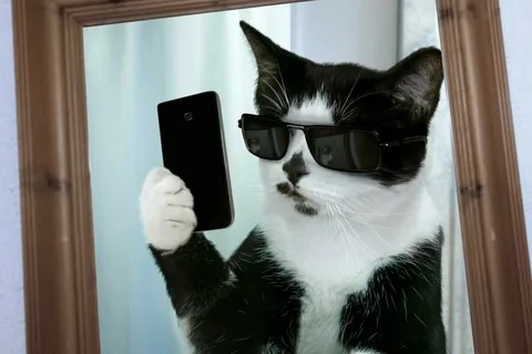 Create meme: cat , cat with iphone, cat with black glasses