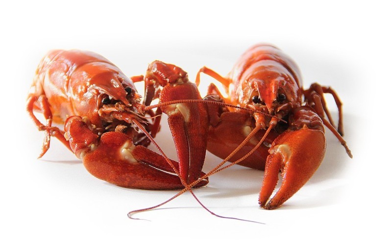 Create meme: seafood lobster lobster, lobster cancer, lobster lobster