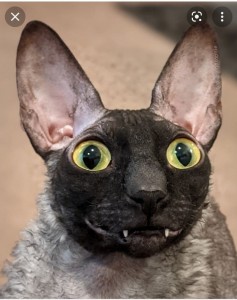 Create meme: Cornish Rex, cat Cornish Rex, the breed is Cornish Rex