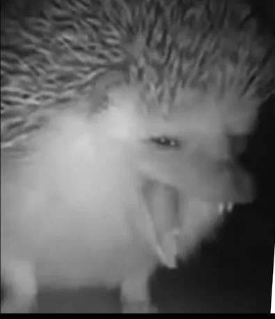 Create meme: the hedgehog screams at the ground, meme the hedgehog , hedgehog hedgehogs
