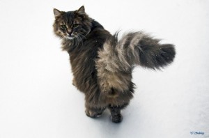 Create meme: kittens Maine Coon in the city of Irkutsk, persian cat, lady cat