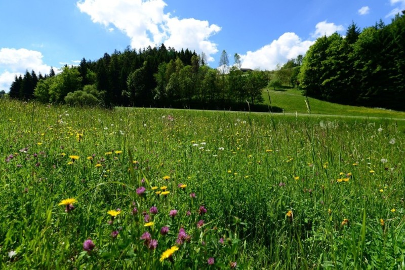 Create meme: meadow meadows, meadow in summer, grass meadow
