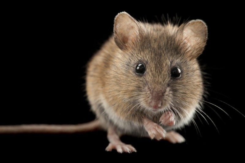 Создать мем: мышь крыса, серая мышь, мыши любят пенополистирол
