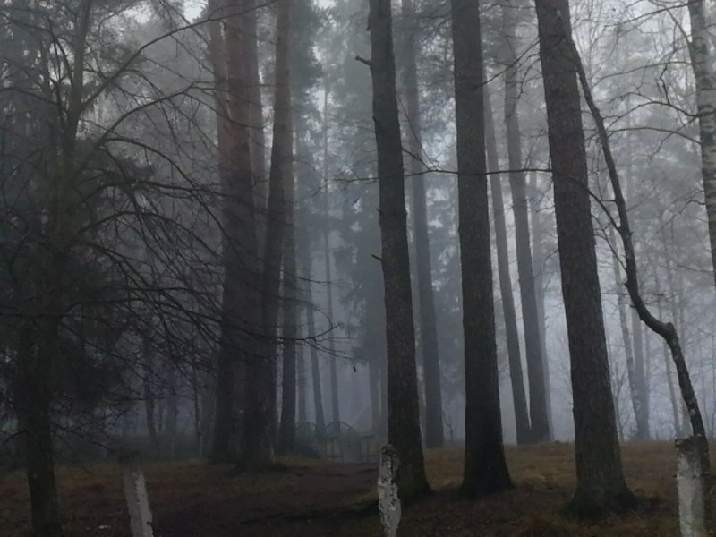 Create meme: forest in the fog, forest landscape, nature fog