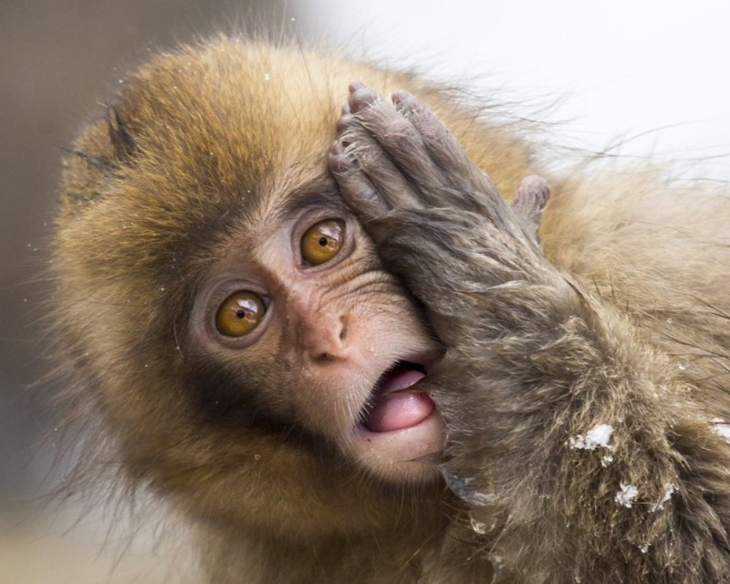 Create meme: smallpox of monkeys, surprised monkey, the monkey is in shock