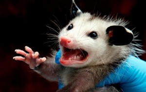 Create meme: stoned possum, opossum animal, evil opossum