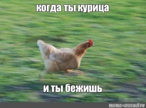 Create meme: chicken runs, chicken, chicken meme