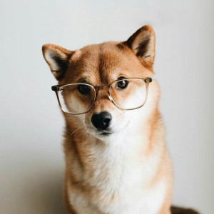 Create meme: fashiontime.ru, Shiba inu Kus, doge