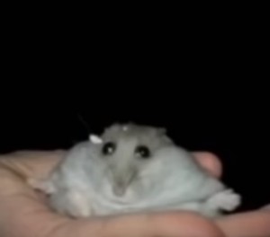 Create meme: hamster, Djungarian hamster, animal