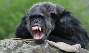Создать мем: шимпанзе и горилла, горилла оскал, макака шимпанзе горилла