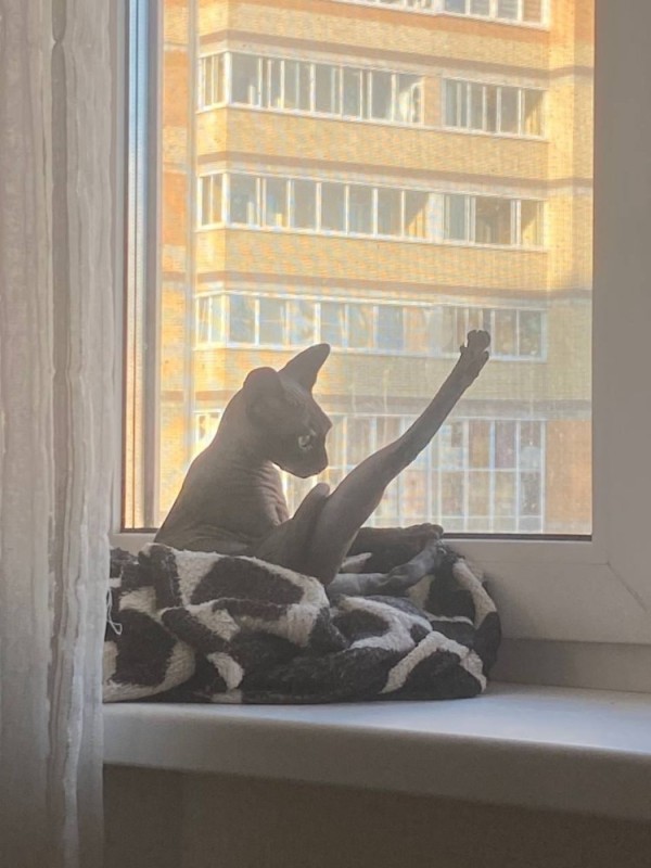 Создать мем: кошка, сфинкс на окне, кот сфинкс