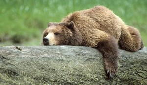 Создать мем: картинка медведь на английском, bear facts, big bear