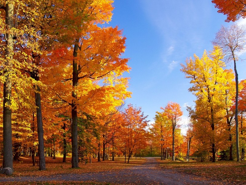 Create meme: colorful fall, autumn tree, Autumn