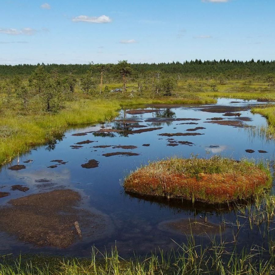 Create meme: swamps in Russia, swampy area, peat lake Ryazan