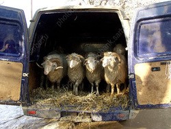 Create meme: sheep transport machine, sheep, sheep transportation