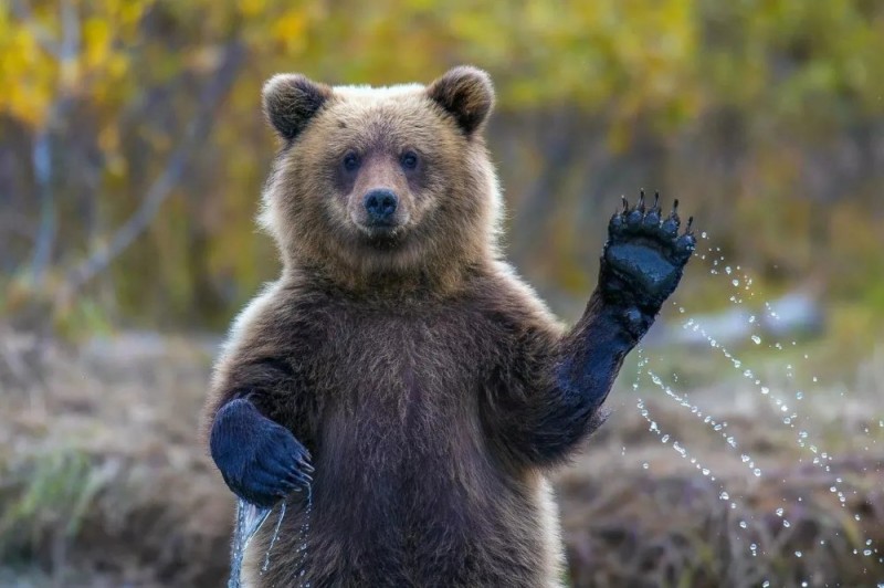 Create meme: bear waving his paw, animal bear, bear 