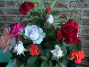 Create meme: roses gift, roses, flowers