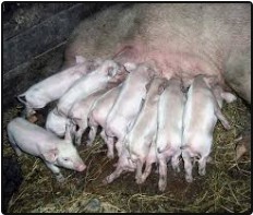 Create meme: homemade pigs, pig breed Landrace, pig Landrace