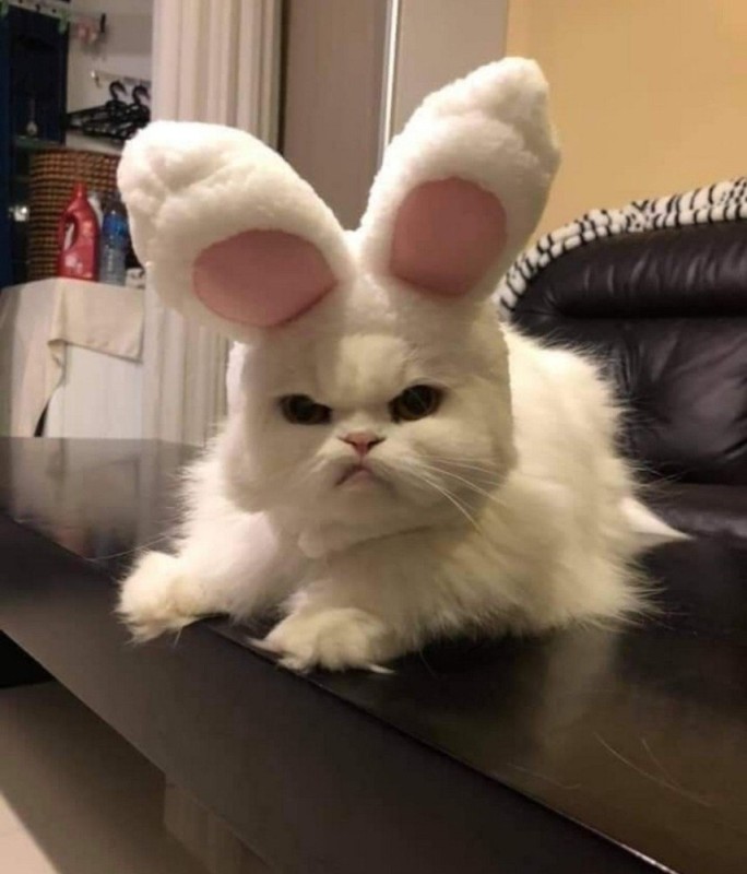 Create meme: angry bunny, evil Bunny, rabbit cat