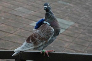 Create meme: the post pigeon funny pictures, pigeon postman, dove