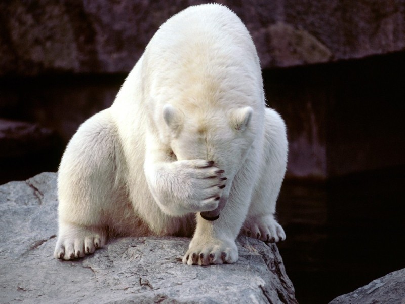 Create meme: polar bear , polar bear covers his nose with his paw, where the big dipper roams