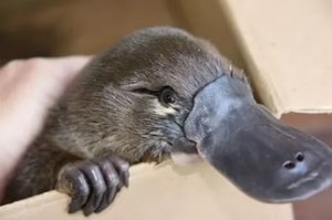 Создать мем: animals, platypus, утконос