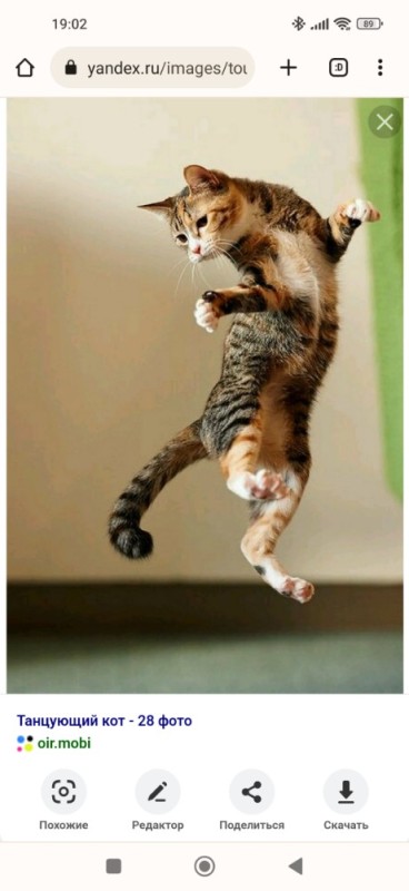 Создать мем: кот танцует, кот курседа танцующий, кот в прыжке