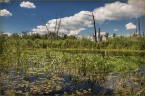 Create meme: birch lake, lake vaskovo, wetland