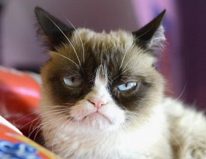 Create meme: meme cat, unhappy cat, grumpy cat meme