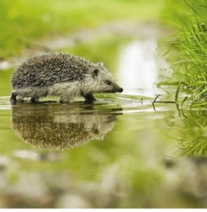 Create meme: hedgehog hedgehogs, hedgehog in the grass, hedgehog