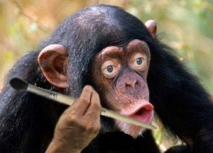 Create meme: chimpanzees, macaque monkey, chimpanzee