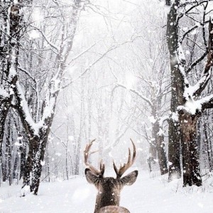 Create meme: winter is coming, deer in winter forest, winter deer