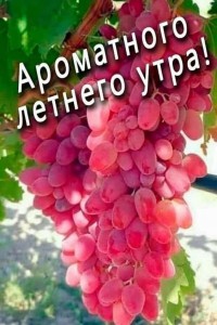 Create meme: the Sultana grapes, grapes