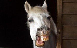 Create meme: jaw, teeth jaw, caballo