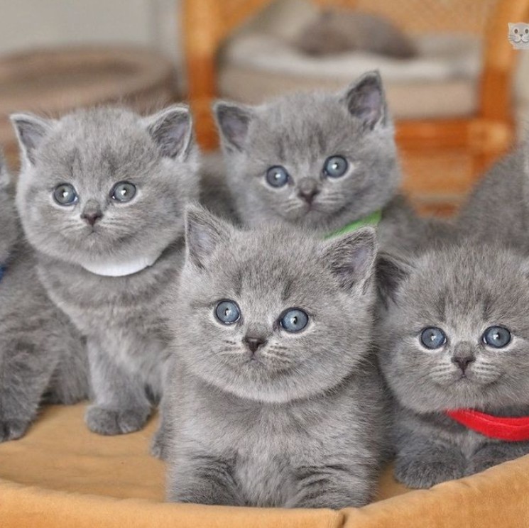 Create meme: British blue kittens , purple kittens, The British cat is blue