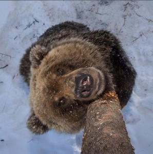 Создать мем: шутки про медведя, grizzly bear, медведь медведь
