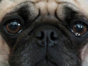Create meme: french bulldog, dog crying, pug