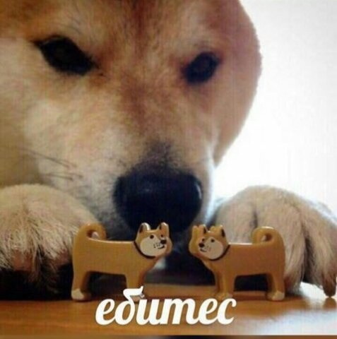 Create meme: dog bites, shiba inu, meme with dog bites
