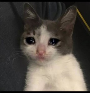 Create meme: crying cat, sad cat, cat