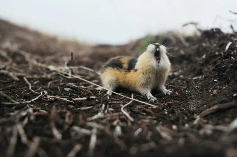 Create meme: lemming , Norwegian lemming, Amur lemming