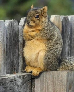 Create meme: funny squirrels, fat protein, proteins animals