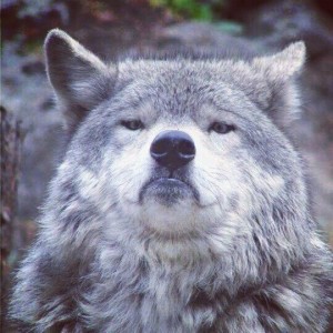 Create meme: grey wolf, wolf, proud wolf meme