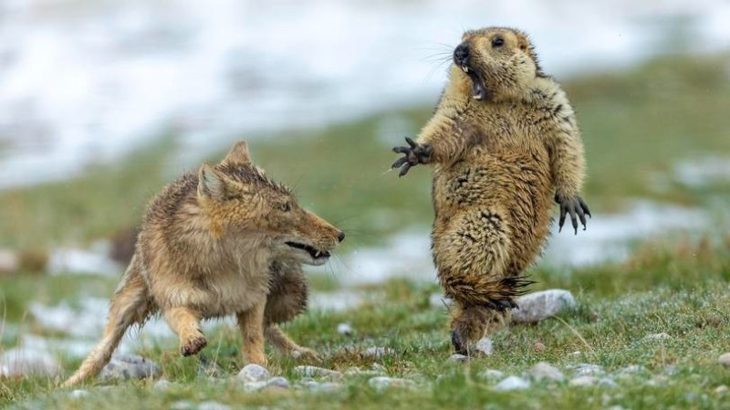 Create meme: fat gopher, marmot , wild animals 